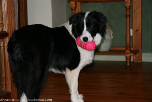 20080519-Dreamwood Ailbhe-Jessie